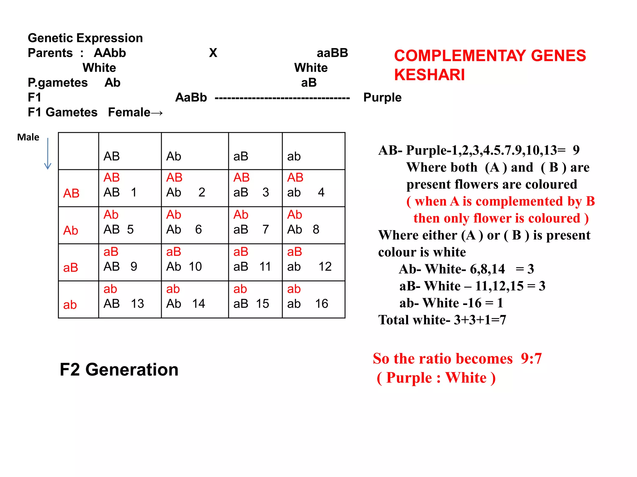 Genetic Expression
Parents : AAbb X aaBB
White White
P.gametes Ab aB
F1 AaBb --------------------------------- Purple
F1 Gametes Female→
AB Ab aB ab
AB
AB
AB 1
AB
Ab 2
AB
aB 3
AB
ab 4
Ab
Ab
AB 5
Ab
Ab 6
Ab
aB 7
Ab
Ab 8
aB
aB
AB 9
aB
Ab 10
aB
aB 11
aB
ab 12
ab
ab
AB 13
ab
Ab 14
ab
aB 15
ab
ab 16
So the ratio becomes 9:7
( Purple : White )
AB- Purple-1,2,3,4.5.7.9,10,13= 9
Where both (A ) and ( B ) are
present flowers are coloured
( when A is complemented by B
then only flower is coloured )
Where either (A ) or ( B ) is present
colour is white
Ab- White- 6,8,14 = 3
aB- White – 11,12,15 = 3
ab- White -16 = 1
Total white- 3+3+1=7
F2 Generation
Male
COMPLEMENTAY GENES
KESHARI
 