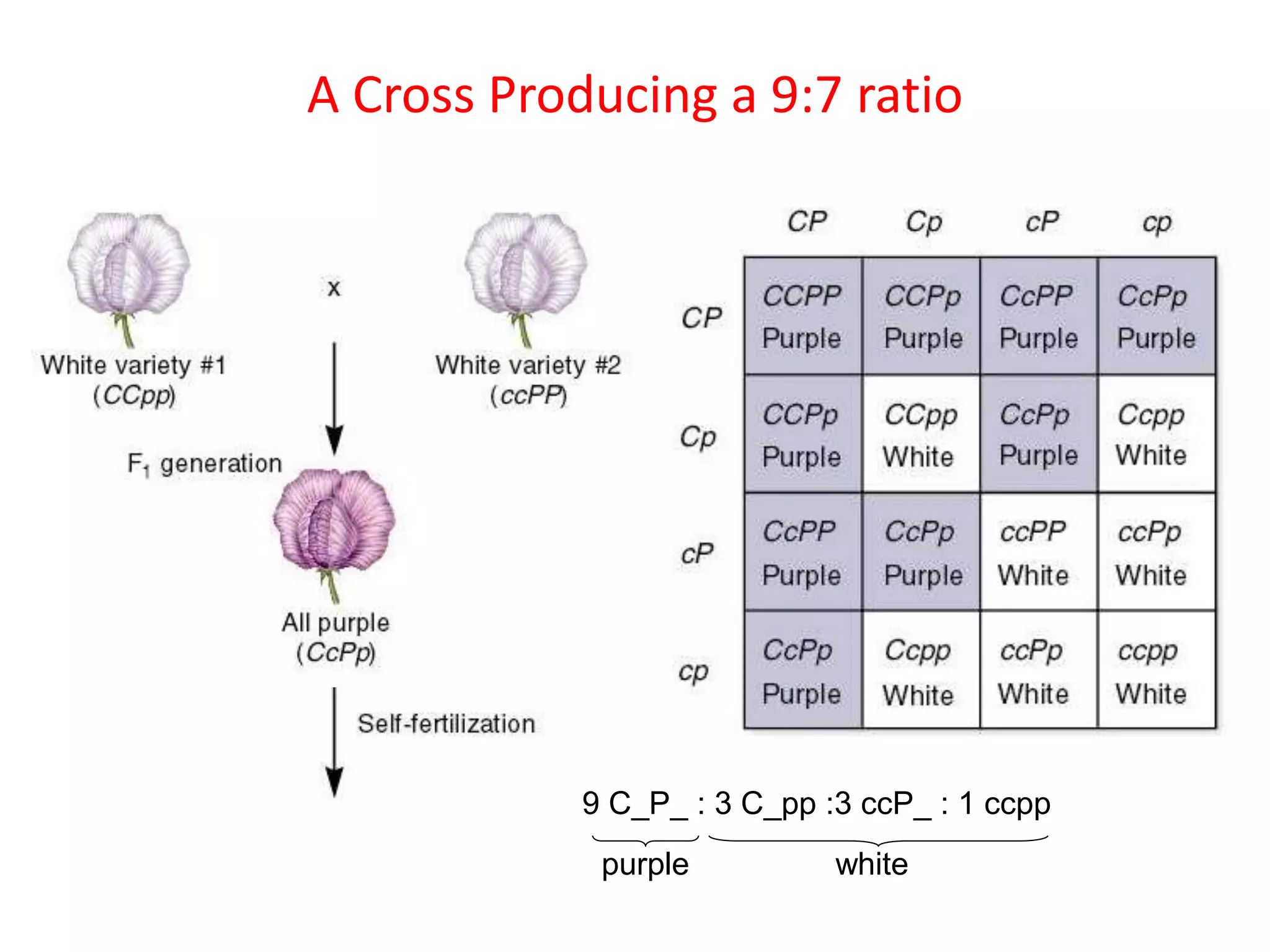 A Cross Producing a 9:7 ratio
9 C_P_ : 3 C_pp :3 ccP_ : 1 ccpp
purple white
 