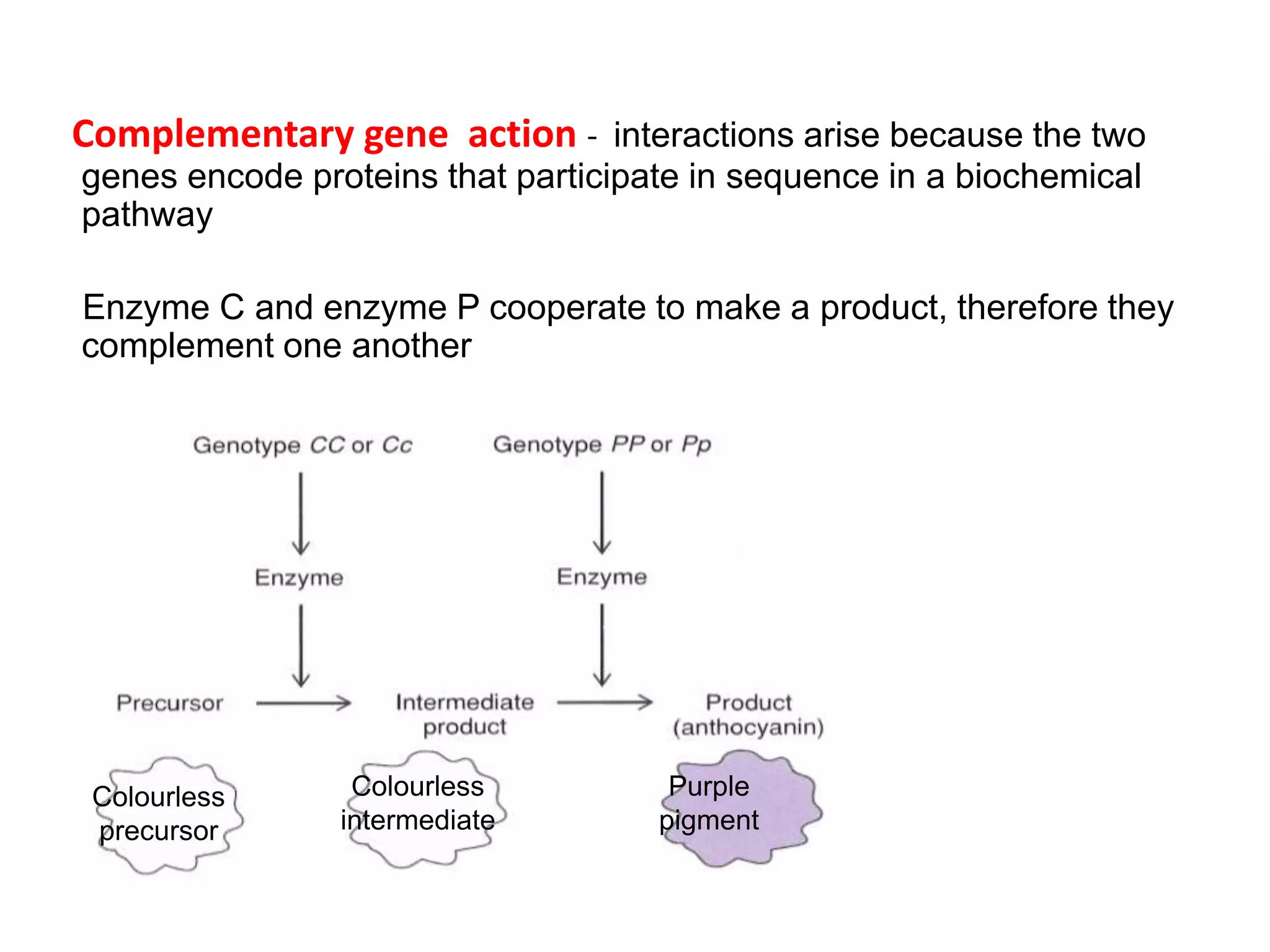 Complementary gene action - interactions arise because the two
genes encode proteins that participate in sequence in a biochemical
pathway
Enzyme C and enzyme P cooperate to make a product, therefore they
complement one another
Enzyme C
Purple
pigment
Colourless
intermediate
Colourless
precursor
 