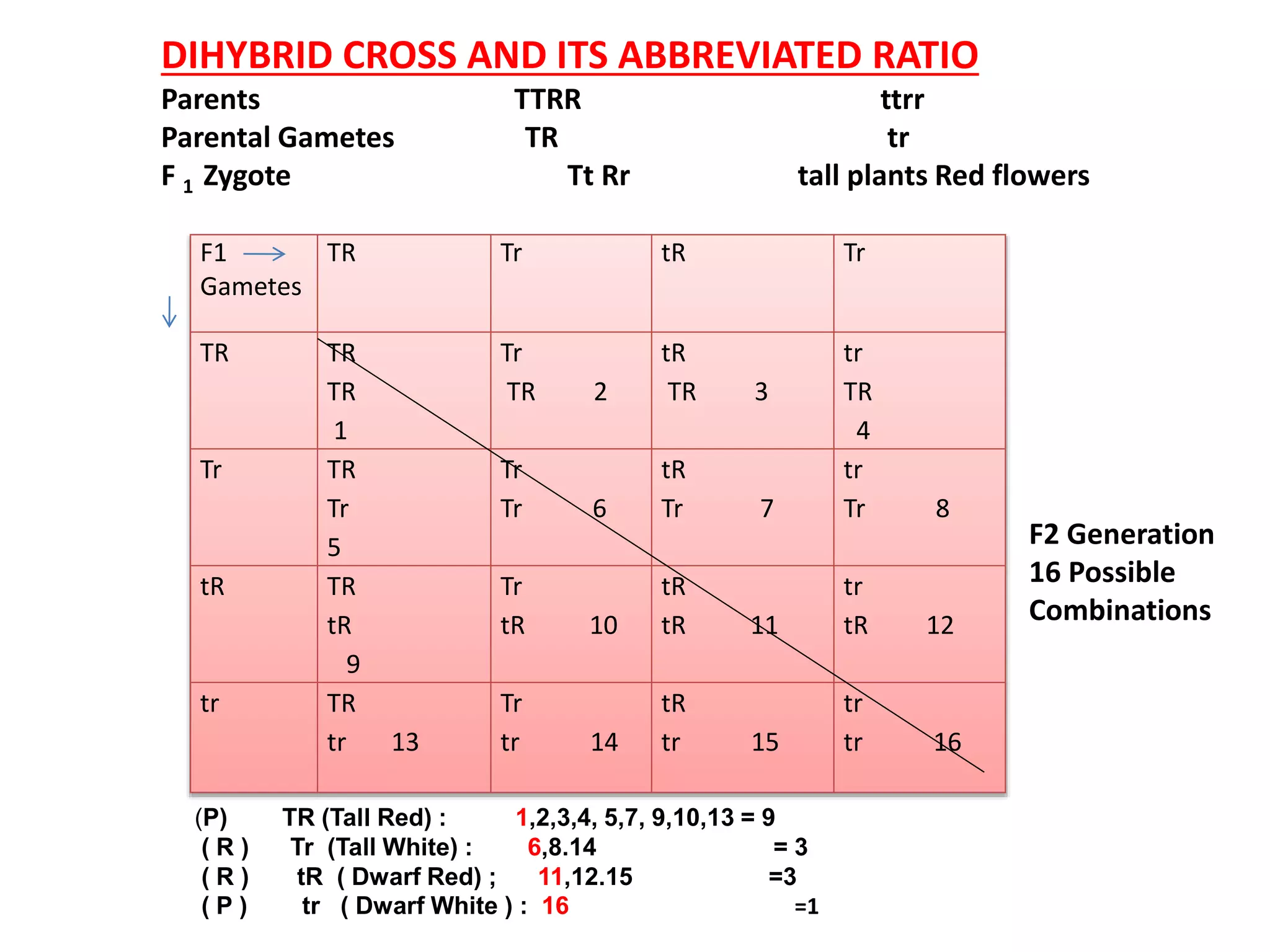 DIHYBRID CROSS AND ITS ABBREVIATED RATIO
Parents TTRR ttrr
Parental Gametes TR tr
F 1 Zygote Tt Rr tall plants Red flowers
F1
Gametes
TR Tr tR Tr
TR TR
TR
1
Tr
TR 2
tR
TR 3
tr
TR
4
Tr TR
Tr
5
Tr
Tr 6
tR
Tr 7
tr
Tr 8
tR TR
tR
9
Tr
tR 10
tR
tR 11
tr
tR 12
tr TR
tr 13
Tr
tr 14
tR
tr 15
tr
tr 16
F2 Generation
16 Possible
Combinations
(P) TR (Tall Red) : 1,2,3,4, 5,7, 9,10,13 = 9
( R ) Tr (Tall White) : 6,8.14 = 3
( R ) tR ( Dwarf Red) ; 11,12.15 =3
( P ) tr ( Dwarf White ) : 16 =1
 