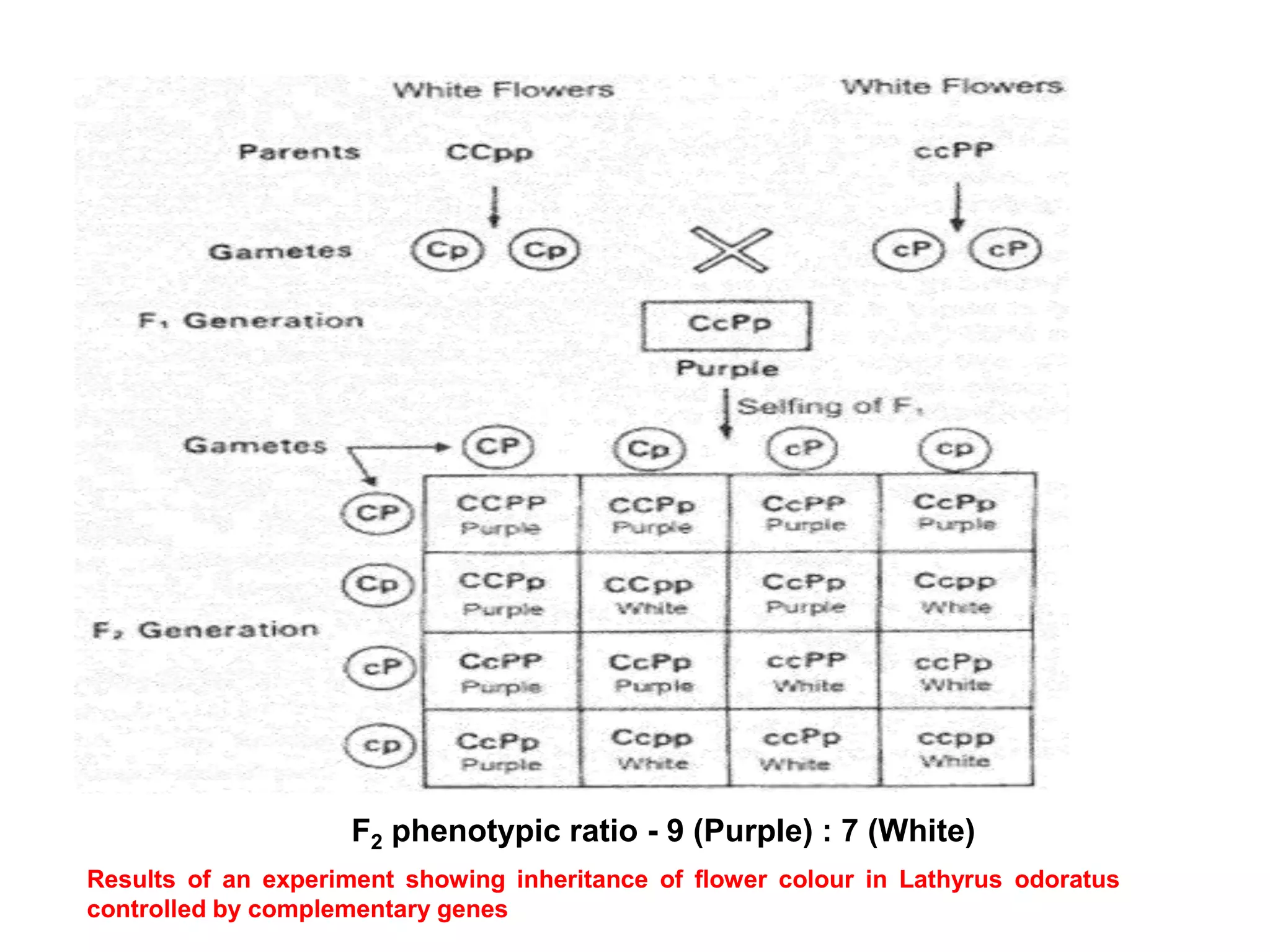 F2 phenotypic ratio - 9 (Purple) : 7 (White)
Results of an experiment showing inheritance of flower colour in Lathyrus odoratus
controlled by complementary genes
 