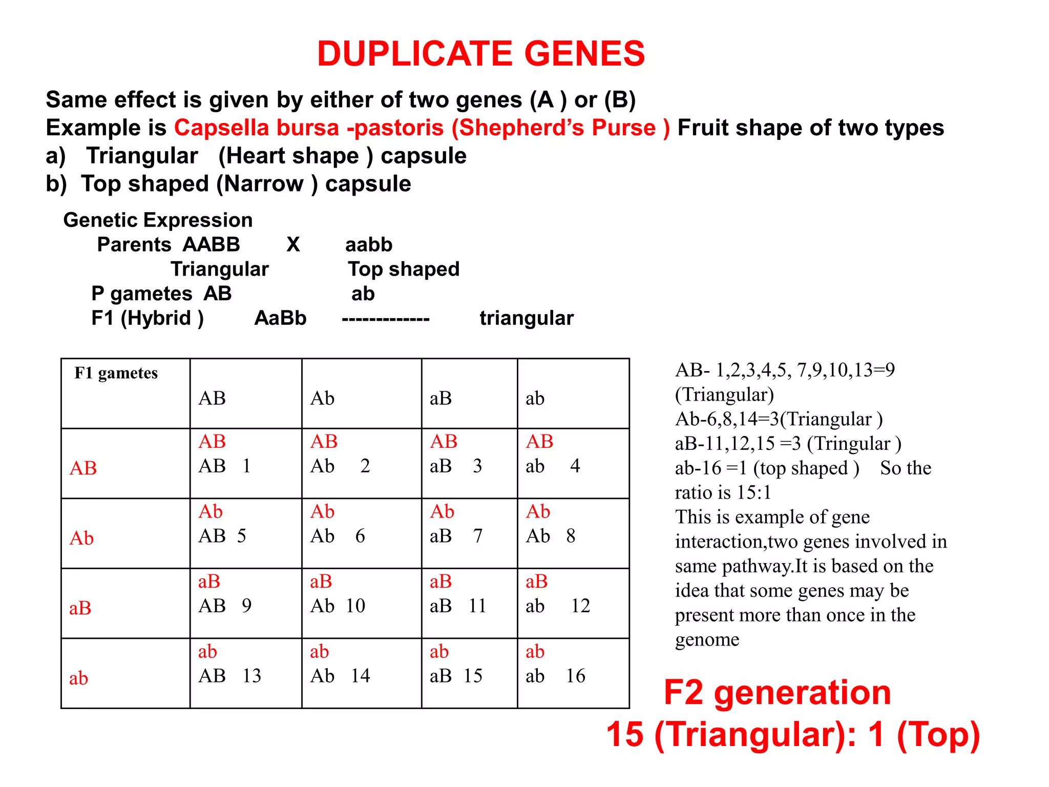 Same effect is given by either of two genes (A ) or (B)
Example is Capsella bursa -pastoris (Shepherd’s Purse ) Fruit shape of two types
a) Triangular (Heart shape ) capsule
b) Top shaped (Narrow ) capsule
Genetic Expression
Parents AABB X aabb
Triangular Top shaped
P gametes AB ab
F1 (Hybrid ) AaBb ------------- triangular
F1 gametes
AB Ab aB ab
AB
AB
AB 1
AB
Ab 2
AB
aB 3
AB
ab 4
Ab
Ab
AB 5
Ab
Ab 6
Ab
aB 7
Ab
Ab 8
aB
aB
AB 9
aB
Ab 10
aB
aB 11
aB
ab 12
ab
ab
AB 13
ab
Ab 14
ab
aB 15
ab
ab 16
AB- 1,2,3,4,5, 7,9,10,13=9
(Triangular)
Ab-6,8,14=3(Triangular )
aB-11,12,15 =3 (Tringular )
ab-16 =1 (top shaped ) So the
ratio is 15:1
This is example of gene
interaction,two genes involved in
same pathway.It is based on the
idea that some genes may be
present more than once in the
genome
DUPLICATE GENES
F2 generation
15 (Triangular): 1 (Top)
 