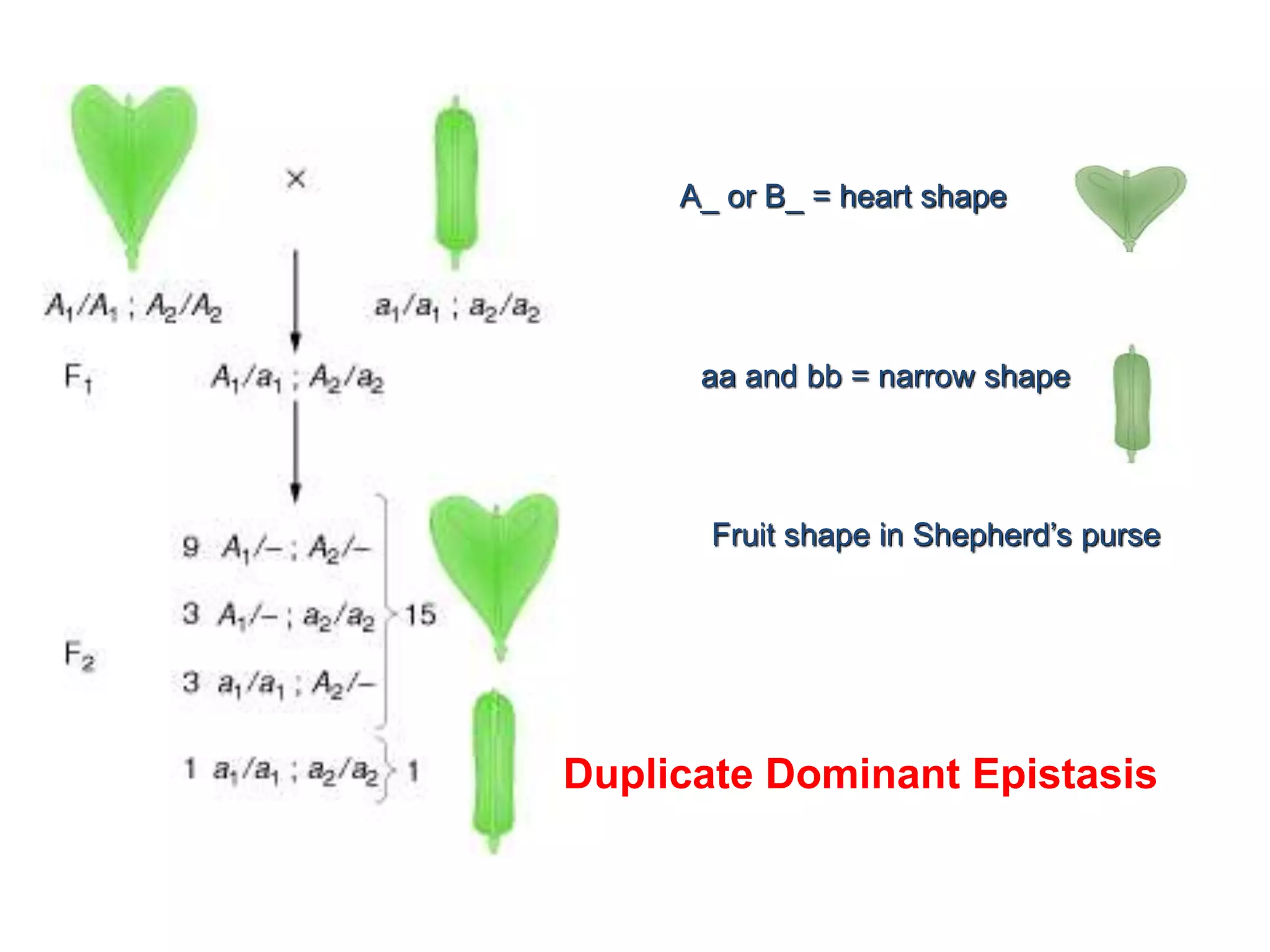 A_ or B_ = heart shape
aa and bb = narrow shape
Fruit shape in Shepherd’s purse
Duplicate Dominant Epistasis
 