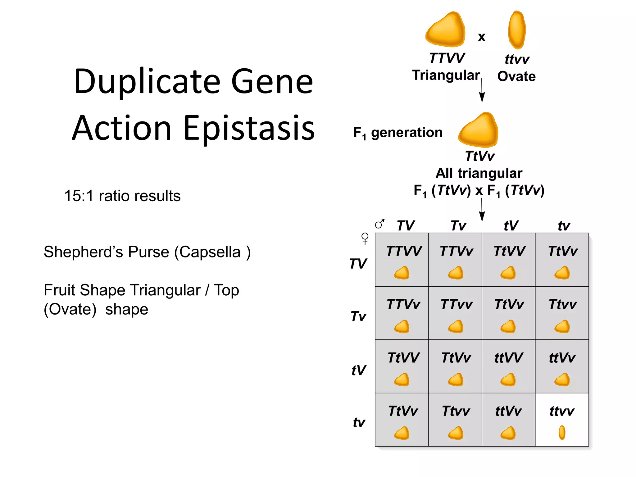 Duplicate Gene
Action Epistasis
TV
TV
Tv
Tv
tV
tV
tv
tv
TTVV TTVv TtVV TtVv
TTVv TTvv TtVv Ttvv
TtVV TtVv ttVV ttVv
TtVv Ttvv ttVv ttvv
TTVV
Triangular
ttvv
Ovate
TtVv
All triangular
F1 (TtVv) x F1 (TtVv)
x
F1 generation
15:1 ratio results
Shepherd’s Purse (Capsella )
Fruit Shape Triangular / Top
(Ovate) shape
 
