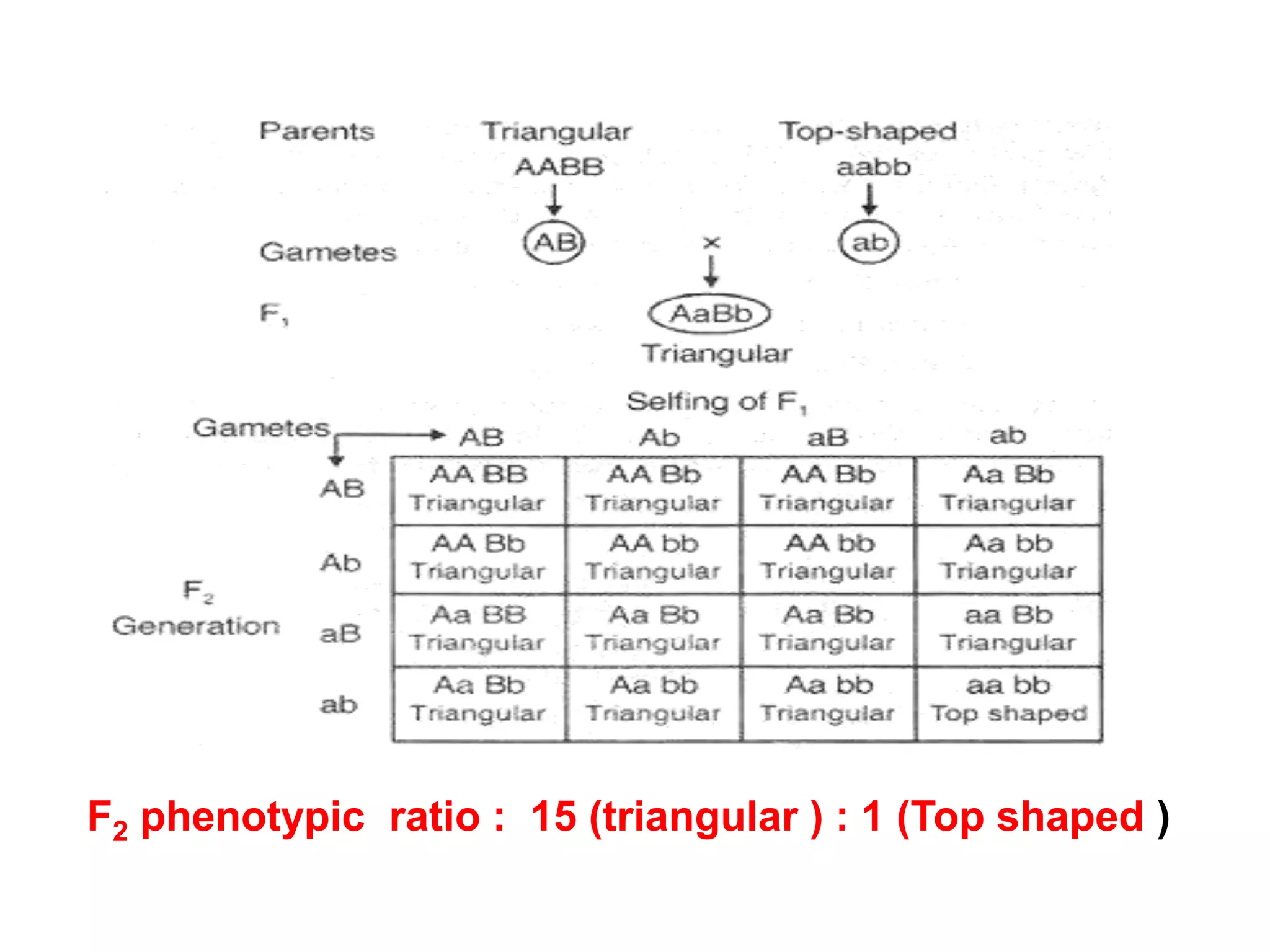F2 phenotypic ratio : 15 (triangular ) : 1 (Top shaped )
 