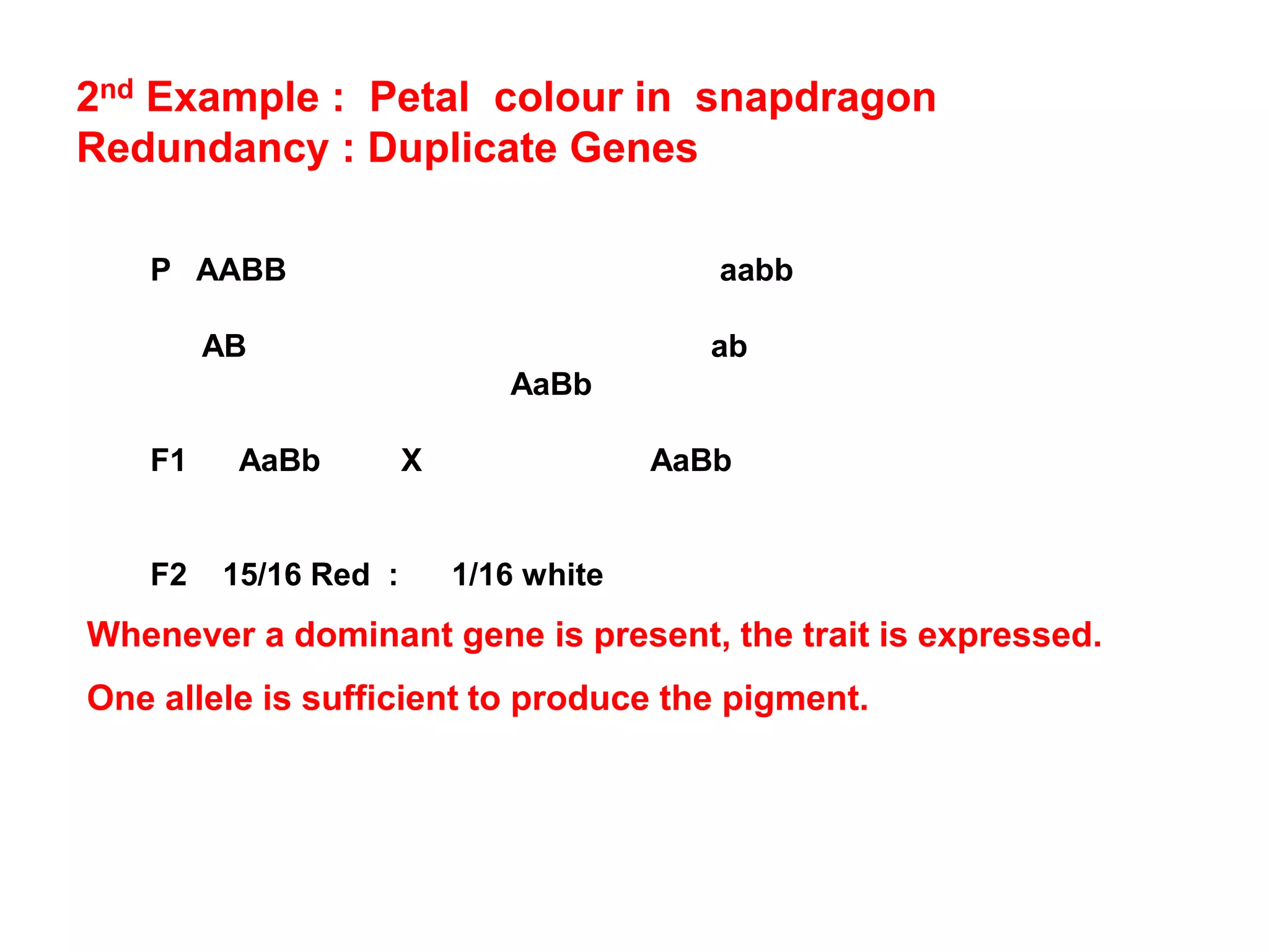 P AABB aabb
AB ab
AaBb
F1 AaBb X AaBb
F2 15/16 Red : 1/16 white
Whenever a dominant gene is present, the trait is expressed.
One allele is sufficient to produce the pigment.
2nd Example : Petal colour in snapdragon
Redundancy : Duplicate Genes
 
