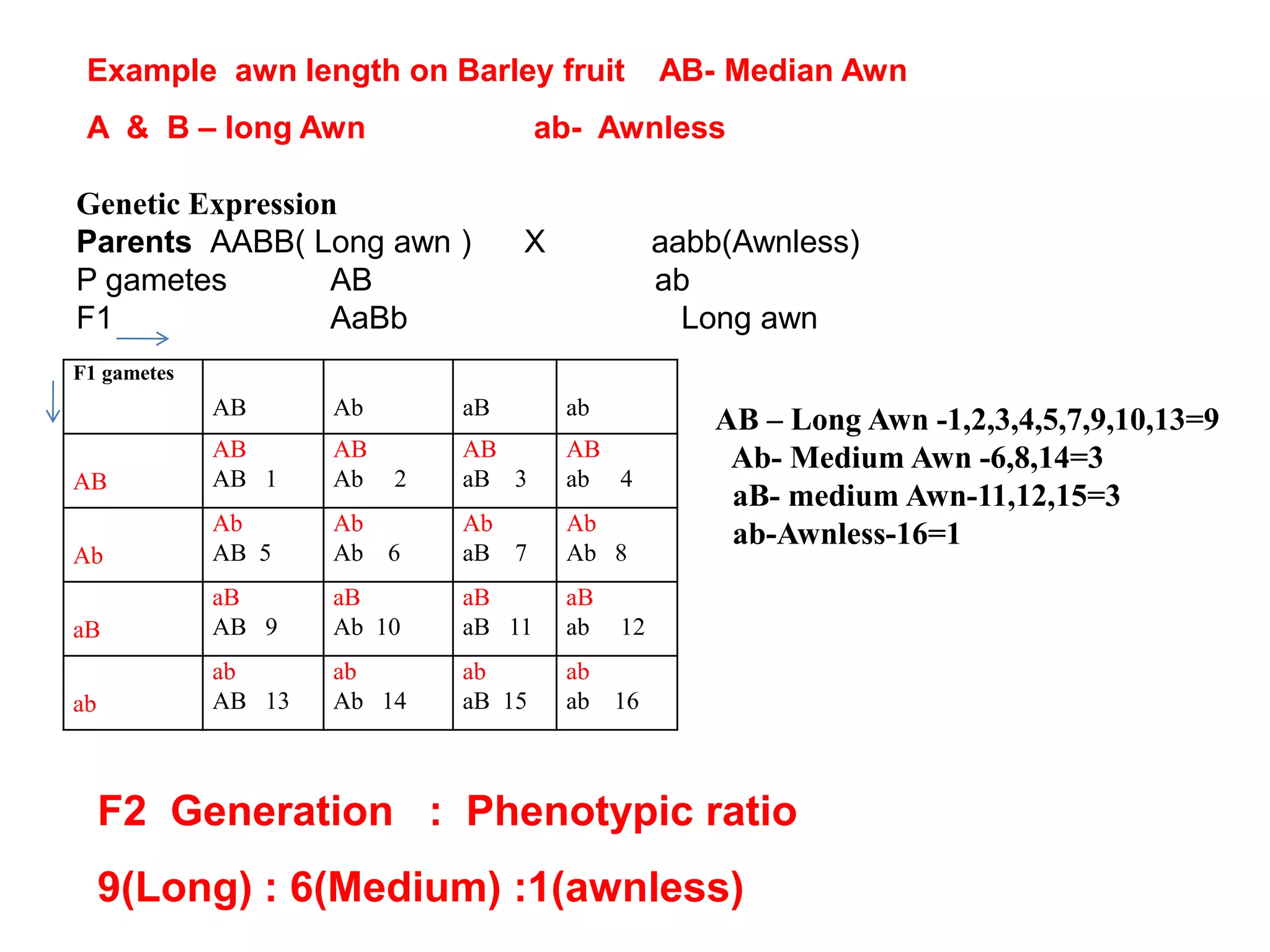 Genetic Expression
Parents AABB( Long awn ) X aabb(Awnless)
P gametes AB ab
F1 AaBb Long awn
F1 gametes
AB Ab aB ab
AB
AB
AB 1
AB
Ab 2
AB
aB 3
AB
ab 4
Ab
Ab
AB 5
Ab
Ab 6
Ab
aB 7
Ab
Ab 8
aB
aB
AB 9
aB
Ab 10
aB
aB 11
aB
ab 12
ab
ab
AB 13
ab
Ab 14
ab
aB 15
ab
ab 16
AB – Long Awn -1,2,3,4,5,7,9,10,13=9
Ab- Medium Awn -6,8,14=3
aB- medium Awn-11,12,15=3
ab-Awnless-16=1
F2 Generation : Phenotypic ratio
9(Long) : 6(Medium) :1(awnless)
Example awn length on Barley fruit AB- Median Awn
A & B – long Awn ab- Awnless
 