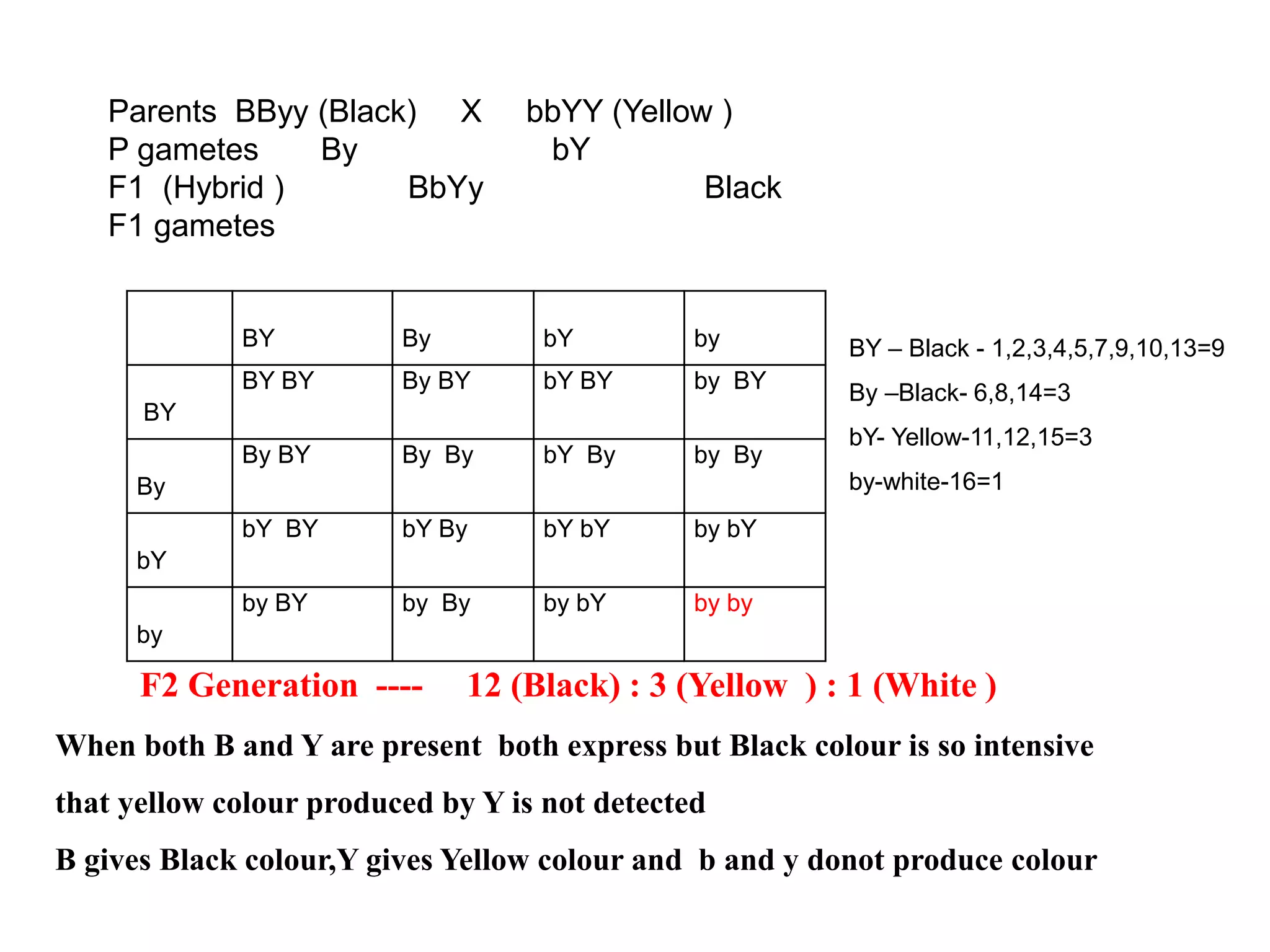 BY By bY by
BY
BY BY By BY bY BY by BY
By
By BY By By bY By by By
bY
bY BY bY By bY bY by bY
by
by BY by By by bY by by
Parents BByy (Black) X bbYY (Yellow )
P gametes By bY
F1 (Hybrid ) BbYy Black
F1 gametes
BY – Black - 1,2,3,4,5,7,9,10,13=9
By –Black- 6,8,14=3
bY- Yellow-11,12,15=3
by-white-16=1
F2 Generation ---- 12 (Black) : 3 (Yellow ) : 1 (White )
When both B and Y are present both express but Black colour is so intensive
that yellow colour produced by Y is not detected
B gives Black colour,Y gives Yellow colour and b and y donot produce colour
 