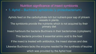 Nutrition significance of insect symbionts
• 1. Aphid – Buchnera aphidicola (γ proteobacterium)
Aphids feed on the carbohydrate rich but nutrient-poor sap of phloem
vessels in plants.
The symbionts provide the nutrients which is not acquired by their
primary diet
Insect harbours the bacteria Buchnera in their bacteriomes (cytoplasm)
This bacteria provides 9 essential amino acid to the host
If the insect is treated with antibiotics, the insect starves and dies
Likewise Buchnera lacks the enzyme needed for the synthesis of leucine
which was provided by the Aphid host
 
