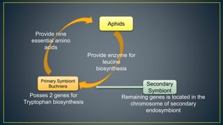 Aphids
Primary Symbiont
Buchnera Secondary
Symbiont
Provide nine
essential amino
acids
Provide enzyme for
leucine
biosynthesis
Posses 2 genes for
Tryptophan biosynthesis
Remaining genes is located in the
chromosome of secondary
endosymbiont
 