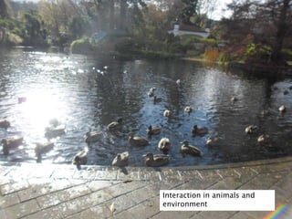 Interaction in animals and
environment
 