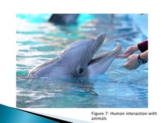 Figure 7: Human interaction with
animals
 
