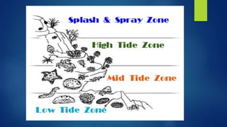 Interactions among Living and Non-Living Things in Intertidal grade 5 ...