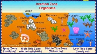 Interactions among Living and Non-Living Things in Intertidal grade 5 ...