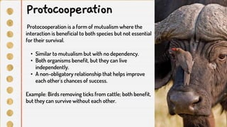 Protocooperation is a form of mutualism where the
interaction is beneficial to both species but not essential
for their survival.
• Similar to mutualism but with no dependency.
• Both organisms benefit, but they can live
independently.
• A non-obligatory relationship that helps improve
each other's chances of success.
Example: Birds removing ticks from cattle; both benefit,
but they can survive without each other.
Protocooperation
 