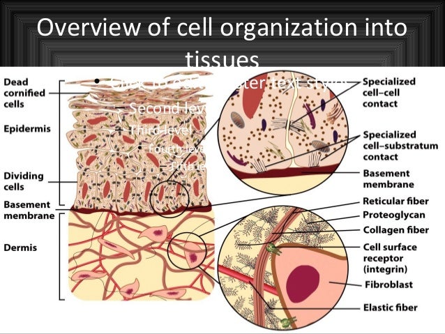 how are cells organized into tissues how are cells organized into tissues