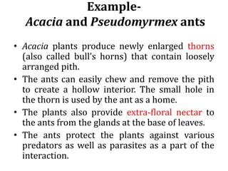 Example-
Acacia and Pseudomyrmex ants
• Acacia plants produce newly enlarged thorns
(also called bull’s horns) that contain loosely
arranged pith.
• The ants can easily chew and remove the pith
to create a hollow interior. The small hole in
the thorn is used by the ant as a home.
• The plants also provide extra-floral nectar to
the ants from the glands at the base of leaves.
• The ants protect the plants against various
predators as well as parasites as a part of the
interaction.
 