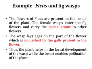 Example- Ficus and fig wasps
• The flowers of Ficus are present on the inside
of the plant. The female wasps enter the fig
flowers and carry the pollen grains to other
flowers.
• The wasp lays eggs on the part of the flower
which is nourished by the galls present in the
flower.
• Thus, the plant helps in the larval development
of the wasp while the insect enables pollination
of the plant.
 
