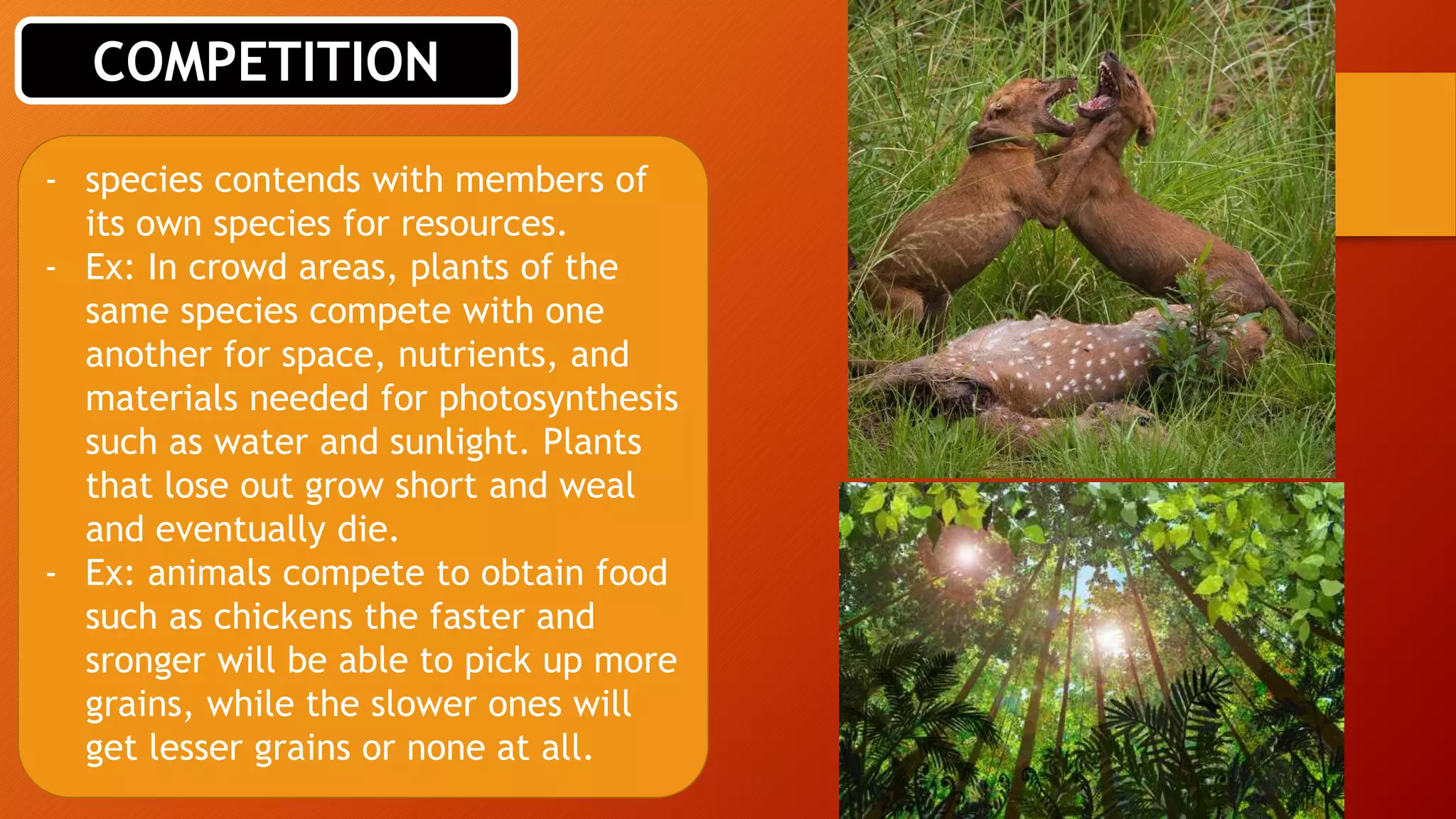 Interactions in a terrestrial ecosystem | PPT