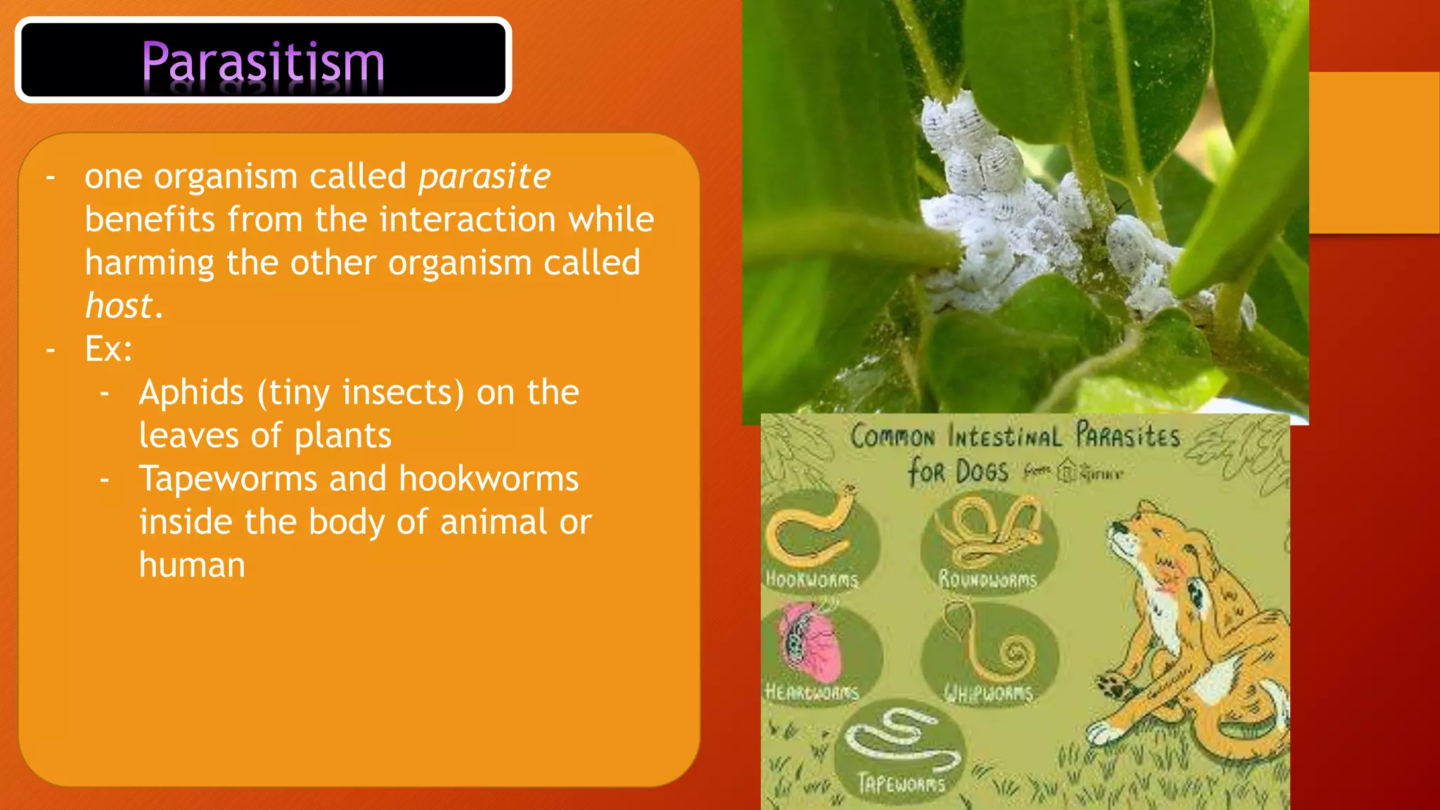 Interactions in a terrestrial ecosystem | PPT