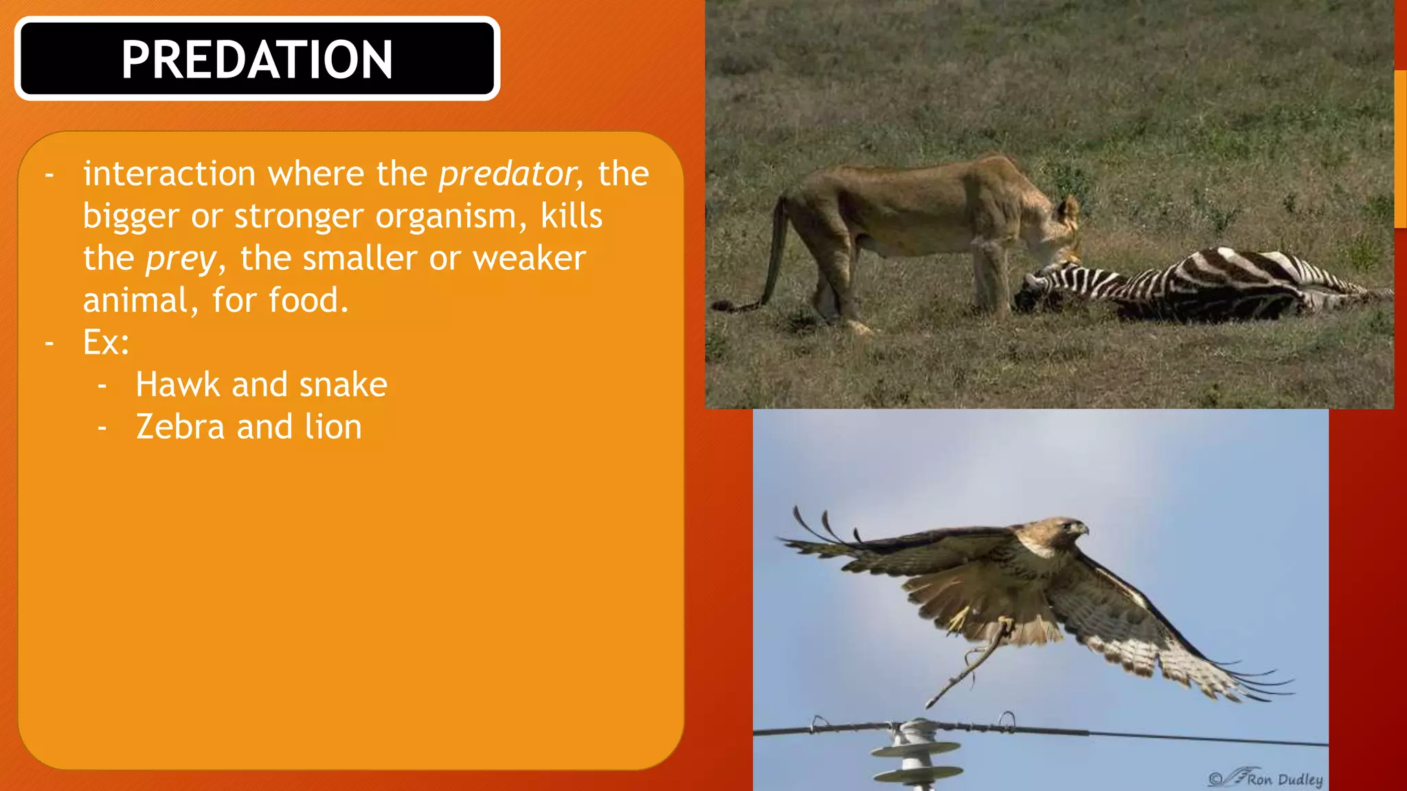 Interactions in a terrestrial ecosystem | PPT