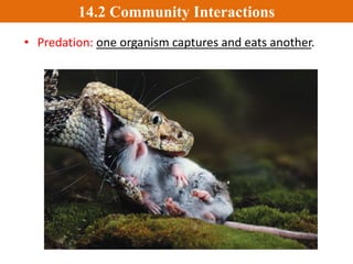 Competition and predation are two important ways
in which organisms interact.
• Competition occurs
when two organisms
compete for the
same limited resource.
– Intraspecific
competition: between
the same type of species.
Ex. Two tigers.
– Interspecific
competition: between
two different types of
species. Ex. A lion and a
hyena.
14.2 Community Interactions
 