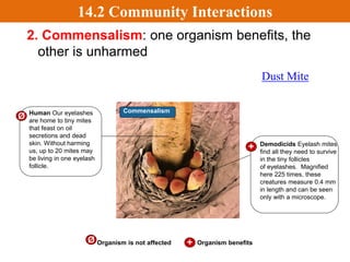 1. Mutualism: both organisms benefit
Honey Love
Giraffe's Oxpecker
14.2 Community Interactions
 