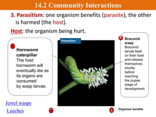 2. Commensalism: one organism benefits, the
other is unharmed
Human Our eyelashes
are home to tiny mites
that feast on oil
secretions and dead
skin. Without harming
us, up to 20 mites may
be living in one eyelash
follicle.
Demodicids Eyelash mites
find all they need to survive
in the tiny follicles
of eyelashes. Magnified
here 225 times, these
creatures measure 0.4 mm
in length and can be seen
only with a microscope.
+
Organism benefits+
Ø
Ø Organism is not affected
Commensalism
Dust Mite Under Scope
14.2 Community Interactions
 