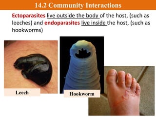 3. Parasitism: one organism benefits (parasite), the other
is harmed (the host).
Host: the organism that is hurt.
Organism benefits0
_
Hornworm
caterpillar
The host
hornworm will
eventually die as
its organs are
consumed
by wasp larvae.
Braconid
wasp
Braconid
larvae feed
on their host
and release
themselves
shortly
before
reaching
the pupae
stage of
development
.
_
Parasitism
+
0
Jewel wasps
Leeches
14.2 Community Interactions
 