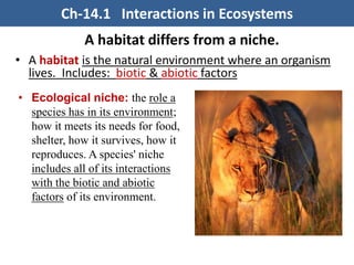 A habitat differs from a niche.
• A habitat is the natural environment where an organism
lives. Includes: biotic & abiotic factors
• Ecological niche: the role a
species has in its environment;
how it meets its needs for food,
shelter, how it survives, how it
reproduces. A species' niche
includes all of its interactions
with the biotic and abiotic
factors of its environment.
Ch-14.1 Interactions in Ecosystems
 