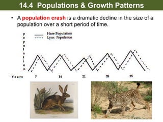 A population crash is a dramatic decline in the size of a
population over a short period of time.
14.4 Populations & Growth Patterns
 