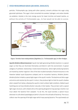 SYED MUHAMMAD KHAN (BS HONS. ZOOLOGY)
pg. 11
particles. Trichonympha spp. (along with other species), converts cellulose into sugar using
glycoside hydrolases. The sugar is then converted into acetate, hydrogen, and carbon dioxide
via oxidation. Acetate is the main energy source for lower termites and wood roaches, so
without the activity of Trichonympha spp., its host would not be able to survive.
Figure: Termites have endosymbiotic flagellates (i.e. Trichonympha spp.) in their hindgut.
Squid & Aliivibrio (Bioluminescence): Squids host light-generating Allivibiro bacteria in a special
organ so that they can illuminate themselves and blend in with the environment. A special
category of symbiotic relationships involve bioluminescence, where light-producing bacteria
are hosted by another organism. One of the best-studied examples of bioluminescence is the
Hawaiian bobtail squid (Euprymna scolopes) and its mutualistic bacteria, Aliivibrio fischeri.
Aliivibrio fischeri inhabits a special light organ in the squid’s mantle. The bacteria are fed a sugar
and amino acid solution by the squid. In return, they produce light to hide the squid’s shadow
when viewed from below, allowing the squid to match ambient light conditions. Bobtail squid
hatchlings do not have Aliivibrio fischeri naturally in their bodies. They are born with a special
light organ structure, with ciliated cells at the opening designed to trap passing A. fischeri, but
must obtain the bacteria from seawater. To do this, the squid secretes a special mucus
whenever its cells detect peptidoglycan (which is found in the cell walls of bacteria). The mucus
collects near the opening of the light organ which traps passing bacteria. The squid weeds out
 