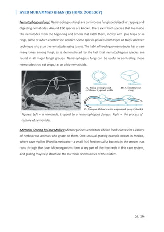SYED MUHAMMAD KHAN (BS HONS. ZOOLOGY)
pg. 16
Nematophagous Fungi: Nematophagous fungi are carnivorous fungi specialized in trapping and
digesting nematodes. Around 160 species are known. There exist both species that live inside
the nematodes from the beginning and others that catch them, mostly with glue traps or in
rings, some of which constrict on contact. Some species possess both types of traps. Another
technique is to stun the nematodes using toxins. The habit of feeding on nematodes has arisen
many times among fungi, as is demonstrated by the fact that nematophagous species are
found in all major fungal groups. Nematophagous fungi can be useful in controlling those
nematodes that eat crops, i.e. as a bio-nematicide.
Figures: Left – a nematode, trapped by a nematophagous fungus. Right – the process of
capture of nematodes.
Microbial Grazing by Cave Mollies: Microorganisms constitute choice food sources for a variety
of herbivorous animals who graze on them. One unusual grazing example occurs in Mexico,
where cave mollies (Poecilia mexicana – a small fish) feed on sulfur bacteria in the stream that
runs through the cave. Microorganisms form a key part of the food web in this cave system,
and grazing may help structure the microbial communities of this system.
 