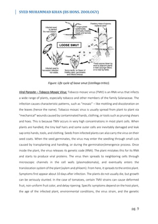 SYED MUHAMMAD KHAN (BS HONS. ZOOLOGY)
pg. 9
Figure: Life cycle of loose smut (Ustillago tritici).
Viral Parasite – Tobacco Mosaic Virus: Tobacco mosaic virus (TMV) is an RNA virus that infects
a wide range of plants, especially tobacco and other members of the family Solanaceae. The
infection causes characteristic patterns, such as “mosaic” – like mottling and discoloration on
the leaves (hence the name). Tobacco mosaic virus is usually spread from plant to plant via
"mechanical" wounds caused by contaminated hands, clothing, or tools such as pruning shears
and hoes. This is because TMV occurs in very high concentrations in most plant cells. When
plants are handled, the tiny leaf hairs and some outer cells are inevitably damaged and leak
sap onto hands, tools, and clothing. Seeds from infected plants can also carry the virus on their
seed coats. When the seed germinates, the virus may enter the seedling through small cuts
caused by transplanting and handling, or during the germination/emergence process. Once
inside the plant, the virus releases its genetic code (RNA). The plant mistakes this for its RNA
and starts to produce viral proteins. The virus then spreads to neighboring cells through
microscopic channels in the cell walls (plasmodesmata), and eventually enters the
translocation system of the plant (xylem and phloem). From here, it spreads to the entire plant.
Symptoms first appear about 10 days after infection. The plants do not usually die, but growth
can be seriously stunted. In the case of tomatoes, certain TMV strains can cause deformed
fruit, non-uniform fruit color, and delay ripening. Specific symptoms depend on the host plant,
the age of the infected plant, environmental conditions, the virus strain, and the genetic
 