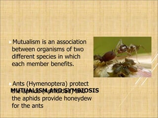 MUTUALISM AND SYMBIOSIS
Mutualism is an association
between organisms of two
different species in which
each member benefits.
Ants (Hymenoptera) protect
the aphids (Aphididae) and
the aphids provide honeydew
for the ants
 