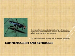 COMMENSALISM AND SYMBIOSIS
 Commensalism is a symbiotic relationship between two
organisms of different species in which one derives some
benefit while the other is unaffected.
 E.g. Pseudoscorpions hitching ride on a fly’s (Diptera) leg
 