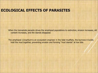 ECOLOGICAL EFFECTS OF PARASITES
When the trematode parasite drives the amphipod populations to extinction, erosion increases, silt
content increases, and the islands disappear.
The amphipod Corophium is an ecosystem engineer in the tidal mudflats, the burrows it builds
hold the mud together, preventing erosion and forming “mud islands” at low tide.
 