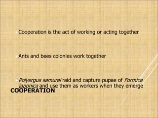 COOPERATION
Cooperation is the act of working or acting together
Ants and bees colonies work together
Polyergus samurai raid and capture pupae of Formica
japonica and use them as workers when they emerge
 