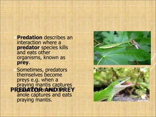 PREDATOR AND PREY
Predation describes an
interaction where a
predator species kills
and eats other
organisms, known as
prey.
Sometimes, predators
themselves become
preys e.g. when a
praying mantis captures
grasshopper and the
anole captures and eats
praying mantis.
 