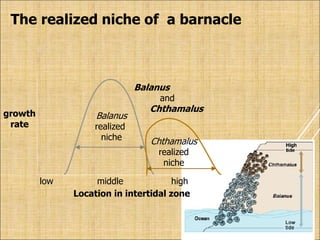 growth
rate
Location in intertidal zone
low high
middle
The realized niche of a barnacle
Balanus
realized
niche Chthamalus
realized
niche
Balanus
and
Chthamalus
 