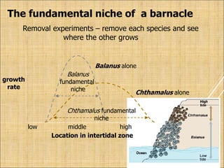 growth
rate
Location in intertidal zone
low high
middle
Chthamalus alone
Balanus alone
The fundamental niche of a barnacle
Removal experiments – remove each species and see
where the other grows
Balanus
fundamental
niche
Chthamalus fundamental
niche
 