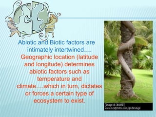 Abiotic and Biotic factors are
intimately intertwined….
Geographic location (latitude
and longitude) determines
abiotic factors such as
temperature and
climate….which in turn, dictates
or forces a certain type of
ecosystem to exist.
 