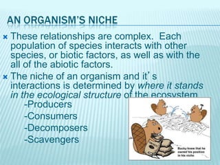  These relationships are complex. Each
population of species interacts with other
species, or biotic factors, as well as with the
all of the abiotic factors.
 The niche of an organism and it’s
interactions is determined by where it stands
in the ecological structure of the ecosystem.
-Producers
-Consumers
-Decomposers
-Scavengers
 
