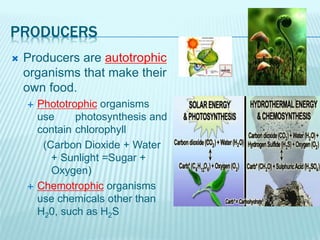 PRODUCERS
 Producers are autotrophic
organisms that make their
own food.
 Phototrophic organisms
use photosynthesis and
contain chlorophyll
(Carbon Dioxide + Water
+ Sunlight =Sugar +
Oxygen)
 Chemotrophic organisms
use chemicals other than
H20, such as H2S
 