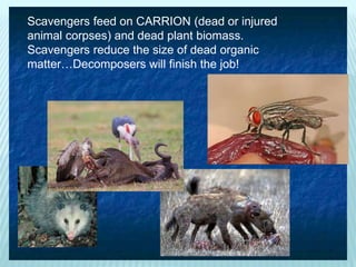 Scavengers feed on CARRION (dead or injured
animal corpses) and dead plant biomass.
Scavengers reduce the size of dead organic
matter…Decomposers will finish the job!
 