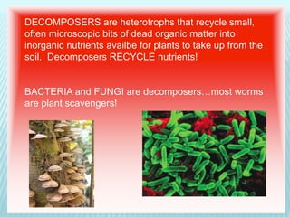 DECOMPOSERS are heterotrophs that recycle small,
often microscopic bits of dead organic matter into
inorganic nutrients availbe for plants to take up from the
soil. Decomposers RECYCLE nutrients!
BACTERIA and FUNGI are decomposers…most worms
are plant scavengers!
 