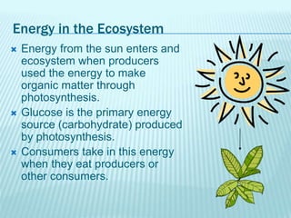 Energy in the Ecosystem
 Energy from the sun enters and
ecosystem when producers
used the energy to make
organic matter through
photosynthesis.
 Glucose is the primary energy
source (carbohydrate) produced
by photosynthesis.
 Consumers take in this energy
when they eat producers or
other consumers.
 