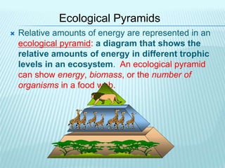 Ecological Pyramids
 Relative amounts of energy are represented in an
ecological pyramid: a diagram that shows the
relative amounts of energy in different trophic
levels in an ecosystem. An ecological pyramid
can show energy, biomass, or the number of
organisms in a food web.
 