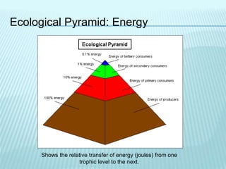 Ecological Pyramid: Energy
Shows the relative transfer of energy (joules) from one
trophic level to the next.
 