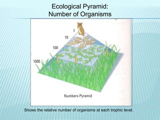 Ecological Pyramid:
Number of Organisms
Shows the relative number of organisms at each trophic level.
 
